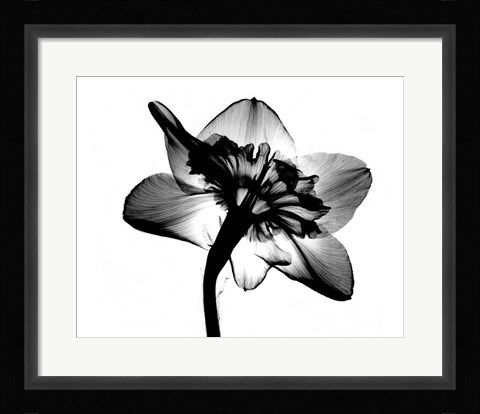 Framed Jonquil X-Ray Print