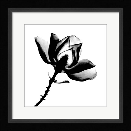 Framed Magnolia X-Ray Print