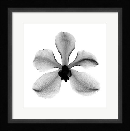 Framed Orchid #3 X-Ray Print