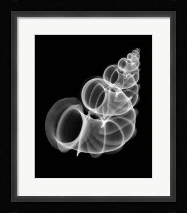 Framed Precious Wentletrap Negative X-Ray Print
