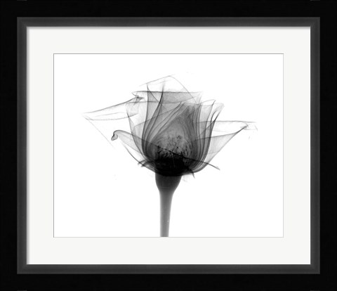Framed Rose #10 X-Ray Print