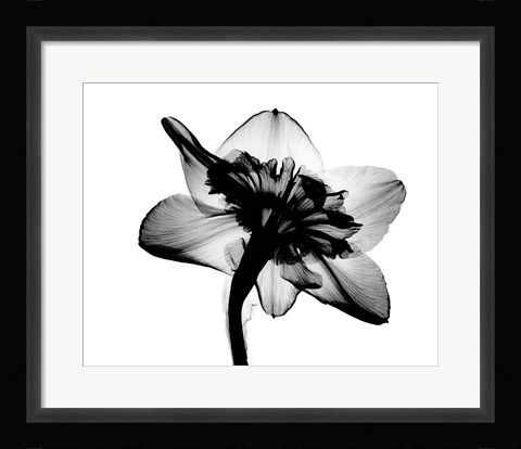 Framed Daffodil #1 X-Ray Print