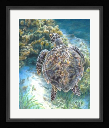 Framed Swimming Turtle Print