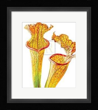 Framed Rosie Sanders - Pitcher Plants II [Ed 99] Print