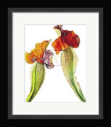 Framed Rosie Sanders - Pitcher Plants I [Ed 99] Print