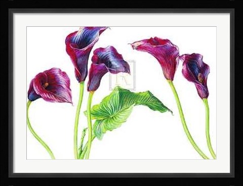 Framed Rosie Sanders - Deep Purple [Ed 99] Print