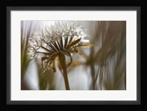 Framed Antelope Valley II Print