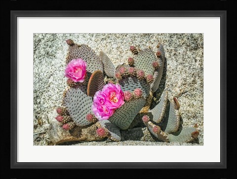 Framed Pink Desert Flower Print