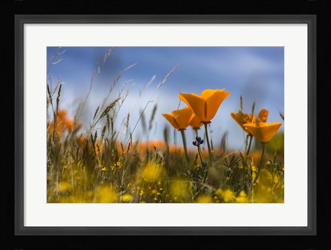 Framed Poppy Print