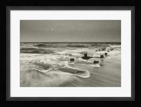 Framed Pelican Chorus Print