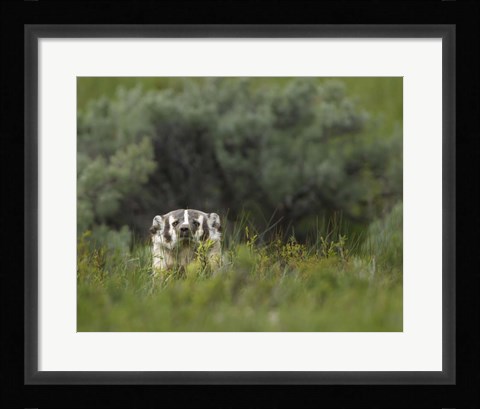 Framed Badger Peek a Boo Print