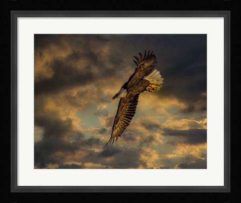 Framed Bald Eagle at Sunset Print