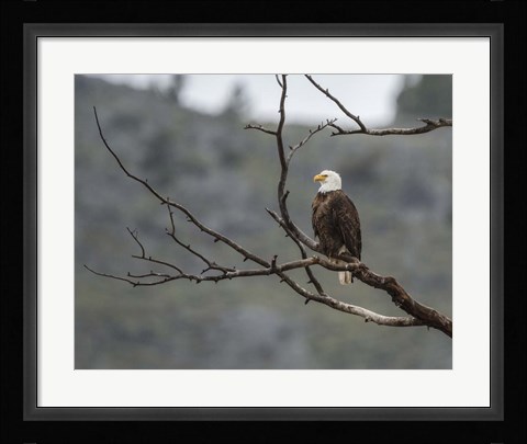 Framed Bald Eagle Perched Print