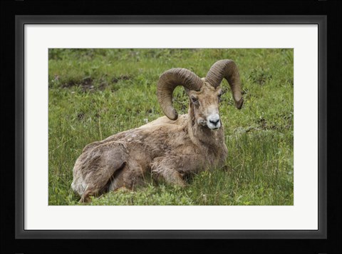 Framed Big Horn Ram Yellowstone Print