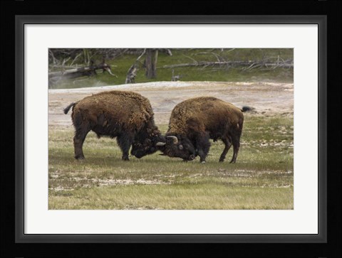 Framed Bison Bulls Sparing Print