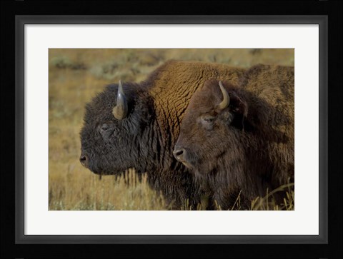 Framed Bison Duo Print