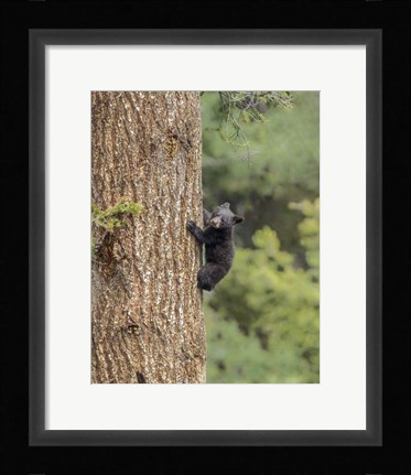 Framed Black Bear Cub Climbing Print