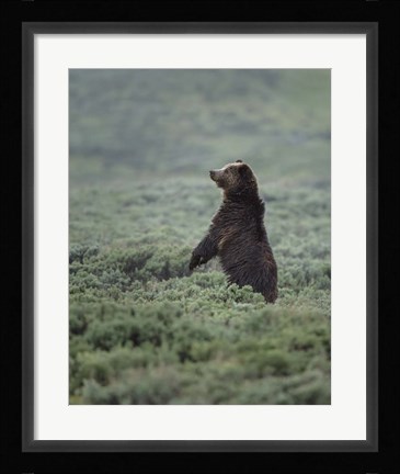Framed Black Bear Cub Upright Print