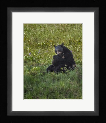 Framed Black Bear Hugging Cub Print