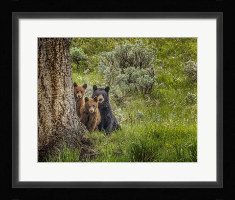 Framed Sow and Cubs Family Print