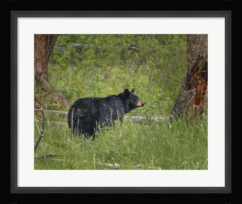 Framed Black Bear Sow Watching Cubs Print
