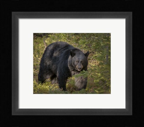 Framed Black Bear Sow Print
