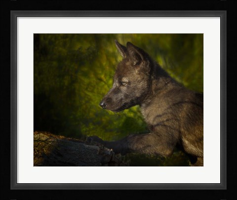 Framed Black Wolf Pup Print