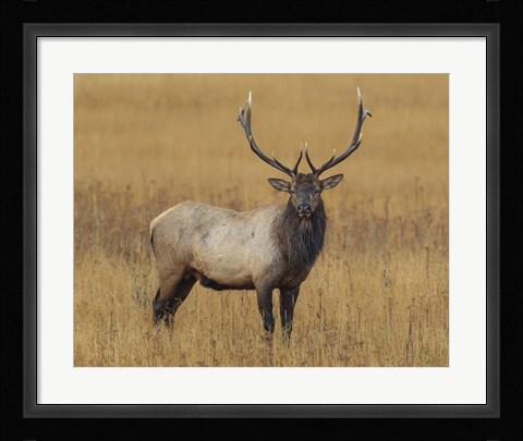 Framed Bull Elk Print
