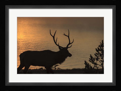 Framed Bull Elk at Sunrise Print