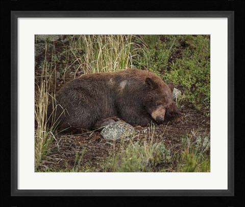 Framed Cinnamon Bear Sleeps Print