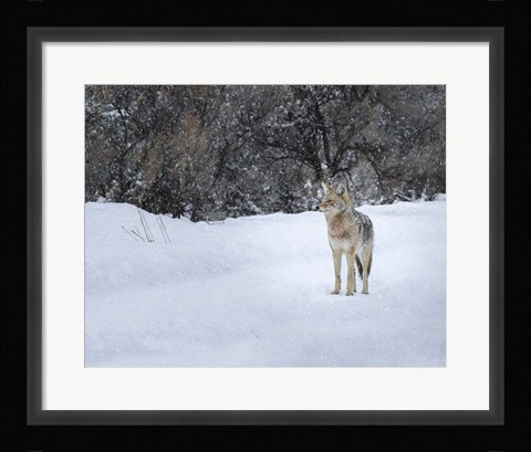 Framed Coyote in Snow Print