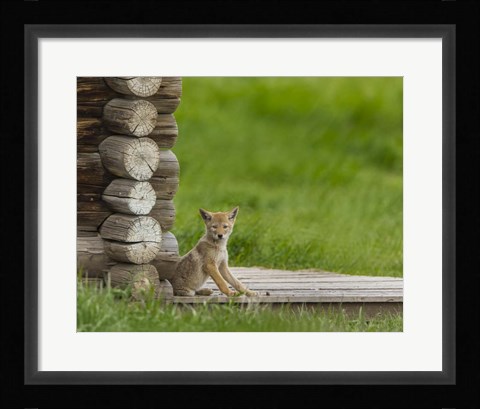 Framed Coyote Pup on Log Cabin Porch Print