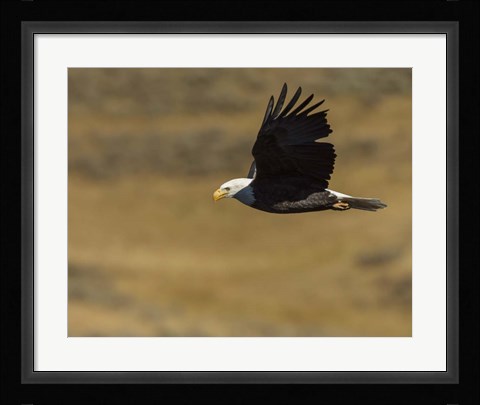 Framed Eagle Flying Print