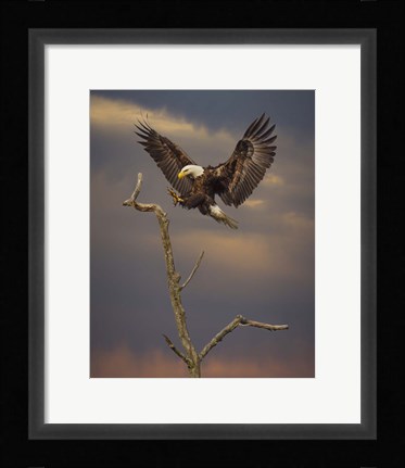 Framed Eagle Landing on Branch Print