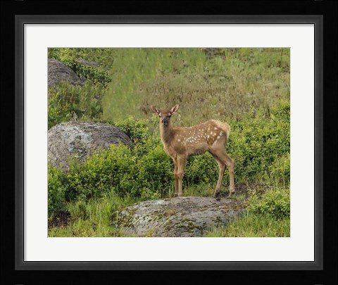 Framed Elk Calf Print