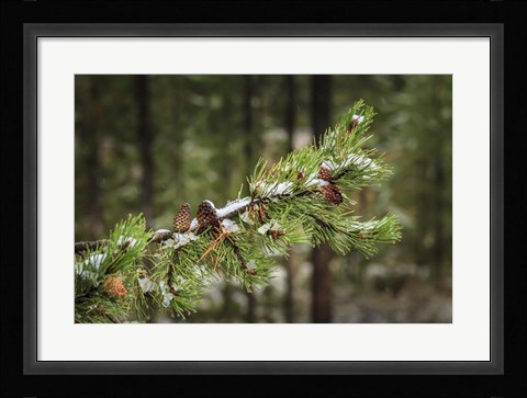 Framed First Snowfall Print
