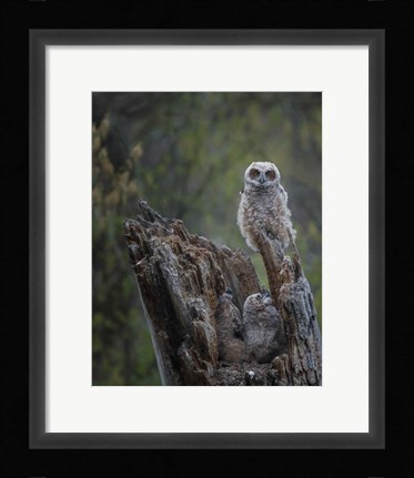 Framed Great Horned Owlets Print