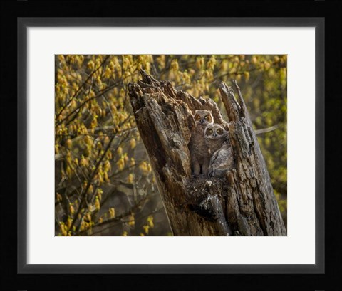 Framed Great Horned Owlets 2 Print
