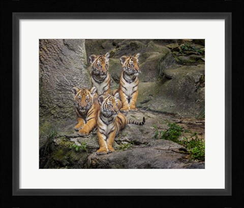 Framed Malayan Tiger Cubs Oil Paint Print