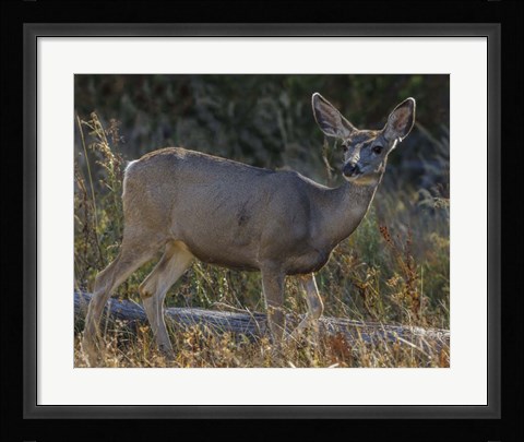 Framed Mule Deer YNP Print