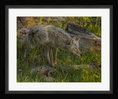 Framed Stalking Coyote Print
