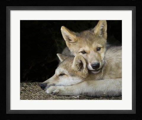 Framed Wolf Pup Brothers Print