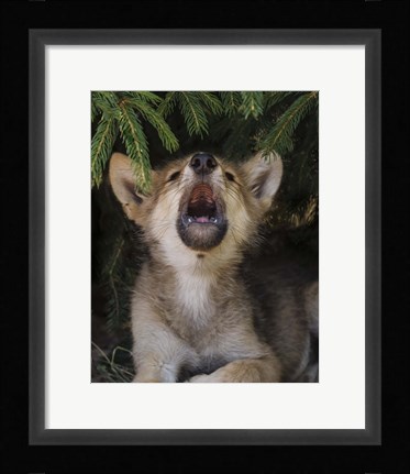 Framed Wolf Pup Howls Print