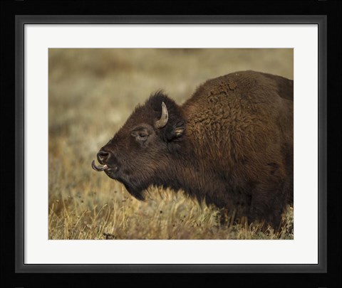 Framed Yellowstone Bison Tongue Out Print