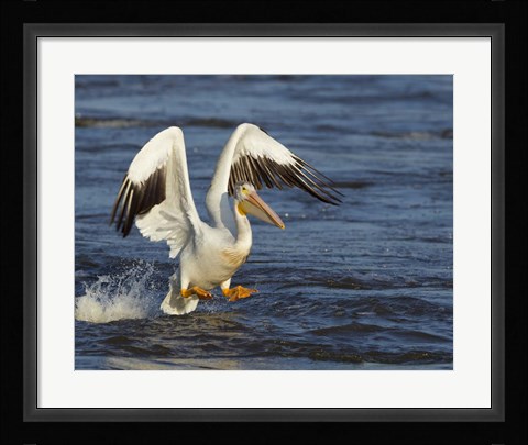 Framed Pelican GIO Print