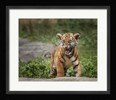 Framed Acting Tough Print