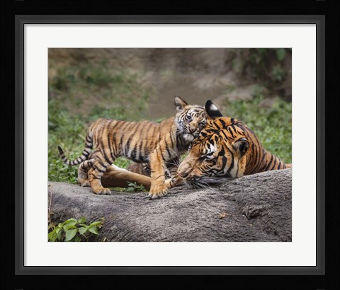 Framed Malayan Tiger Cub: Priceless Print