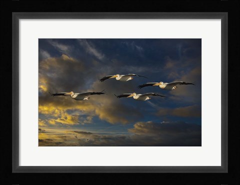 Framed Pelican Foursome Print