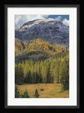 Framed Bison Grazing In The Yellowstone Grand Landscape Print
