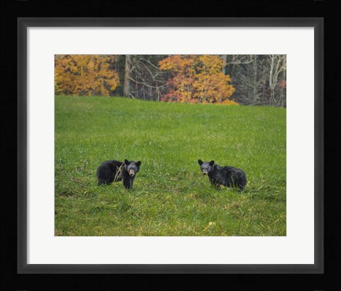Framed Black Bear Cubs Print